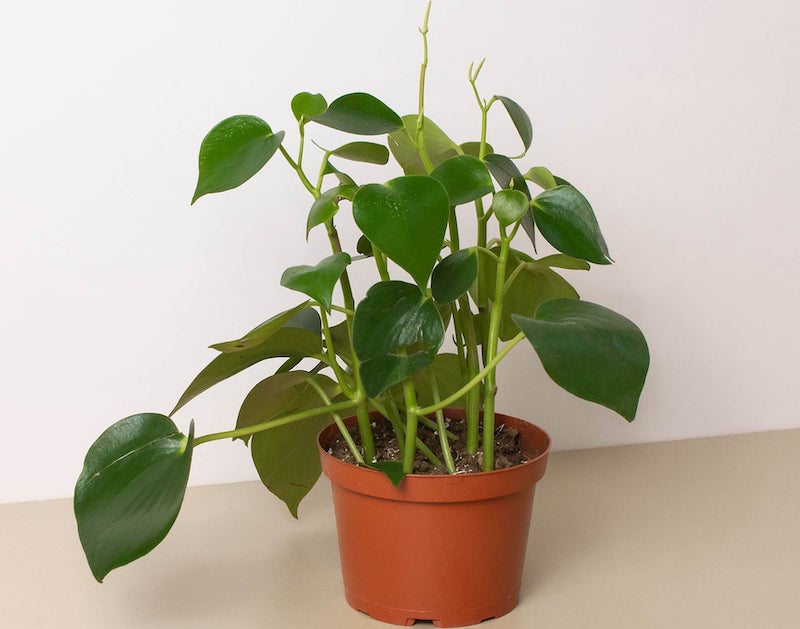 healthy-peperomia-raindrop-.jpeg