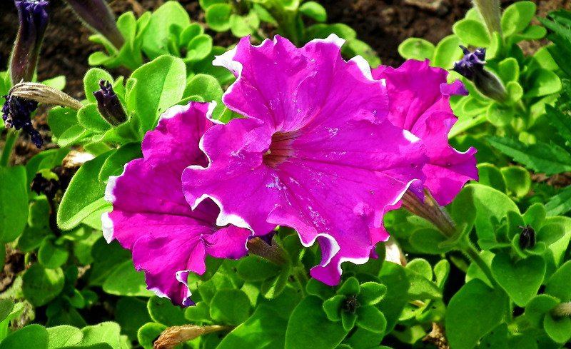 healthy-petunia-plant-flowers-and-foliage.jpg