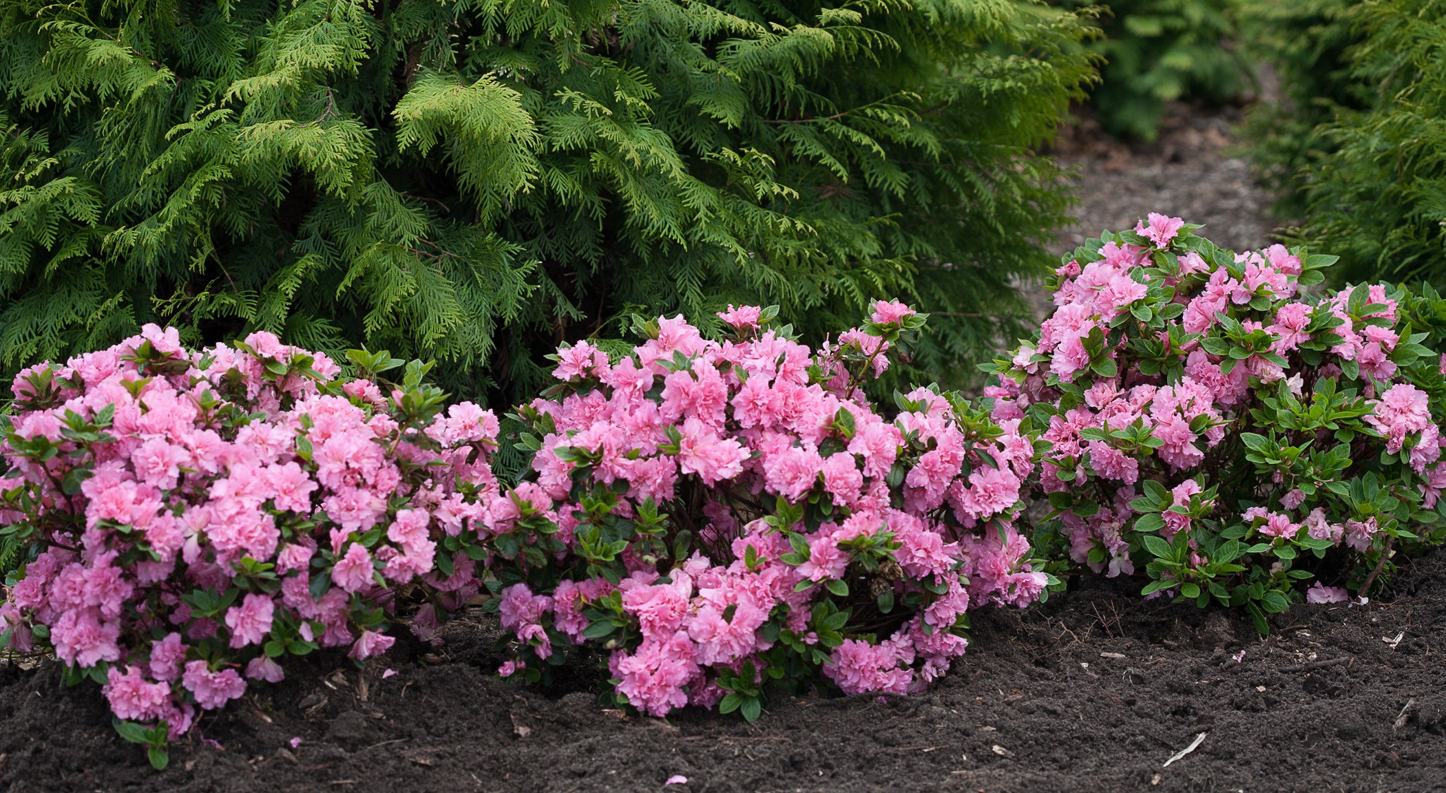 healthy-planting-of-bloom-a-thon-pink-double-azalea.jpg