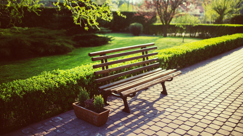 healthy-privet-hedge.jpg