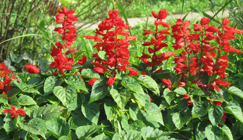 healthy-salvia-plants-after-fertilizing.jpg