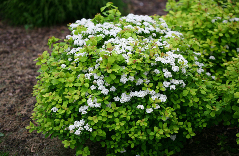 Fertilizing Spirea | Plant Addicts