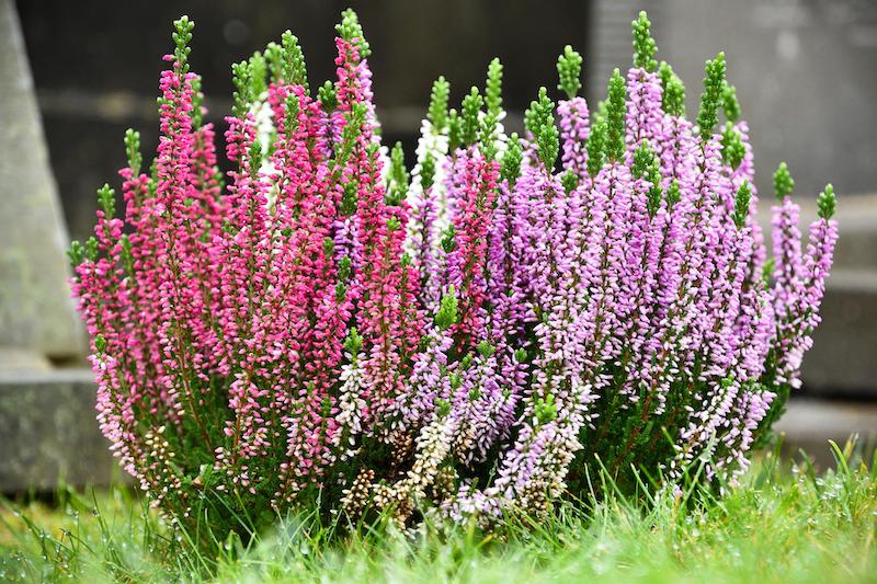 heather-planting.jpg