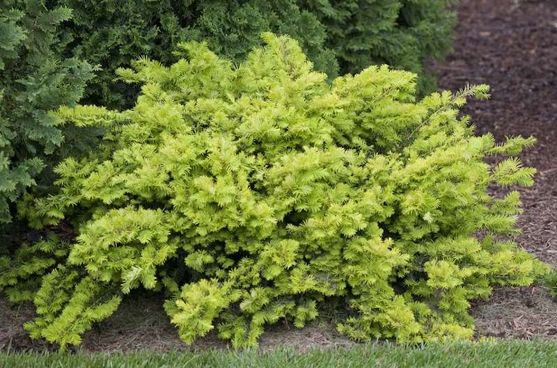 helen-corbet-yew-planting.jpg