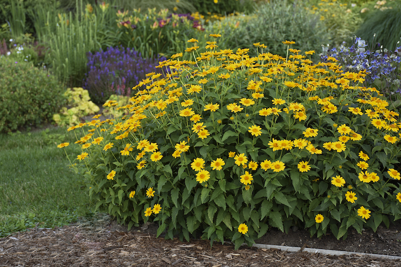 heliopsis-tuscan-sun-in-perennial-bed.jpg