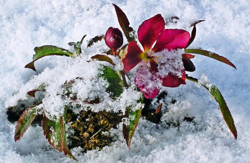 hellebores