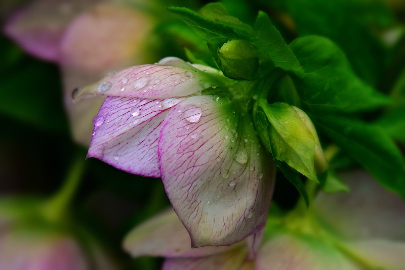 hellebore-flower-with-moisture-on-petals.jpg