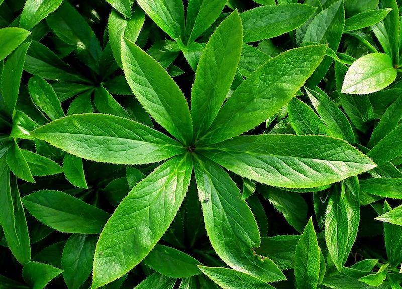 hellebore-foliage.jpg