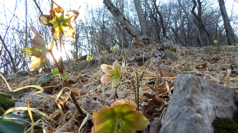 hellebore-in-the-winter.jpg