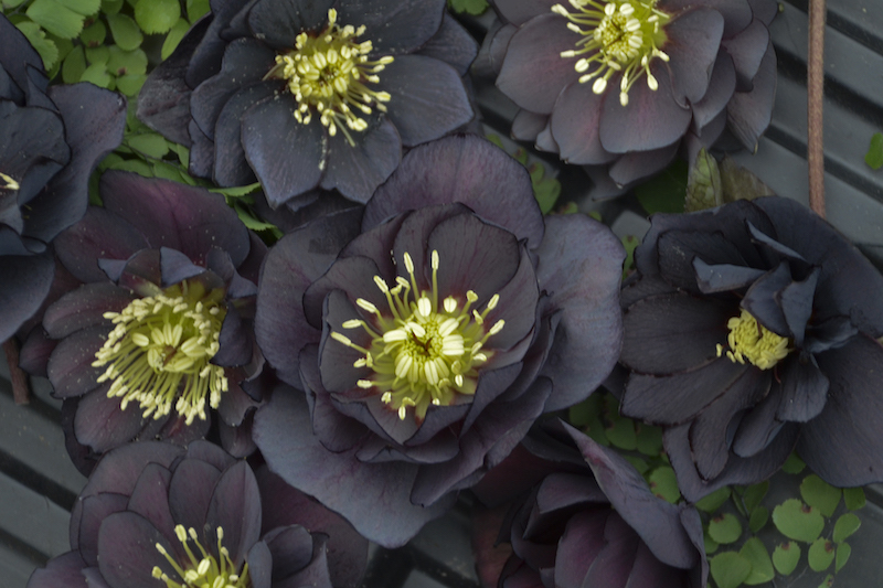 helleborus-dark-and-handsome.jpg