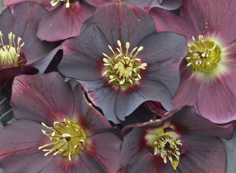 helleborus-rome-in-red.jpg