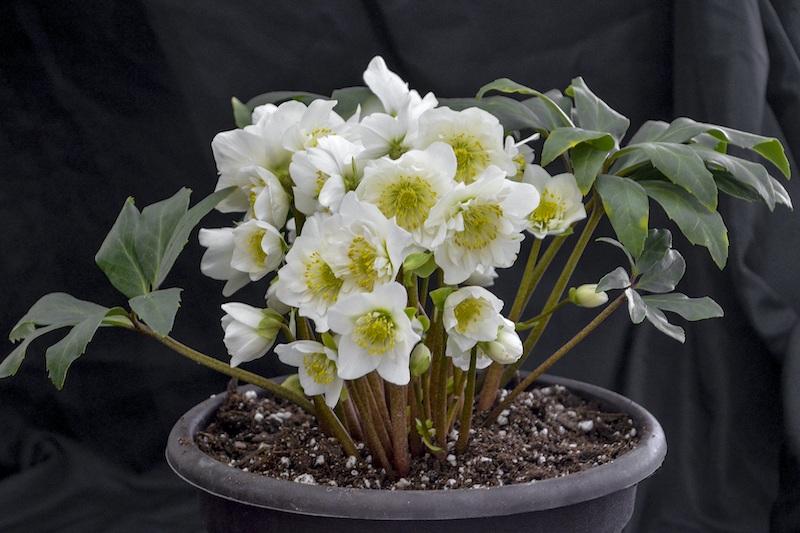 helleborus-snow-bells.jpg