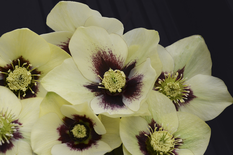 helleborus-spanish-flare.jpg