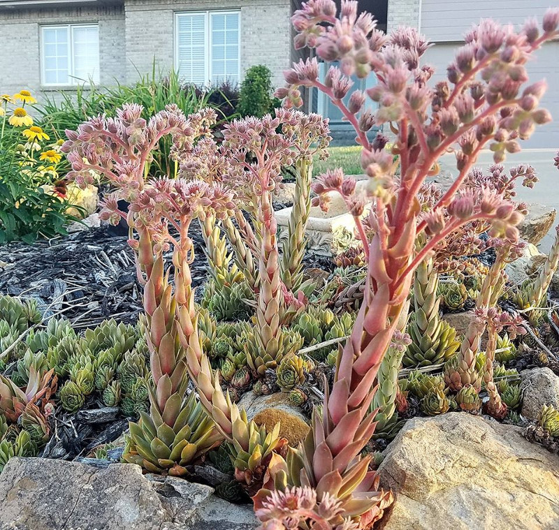 hens-and-chicks-growing-tall.jpg