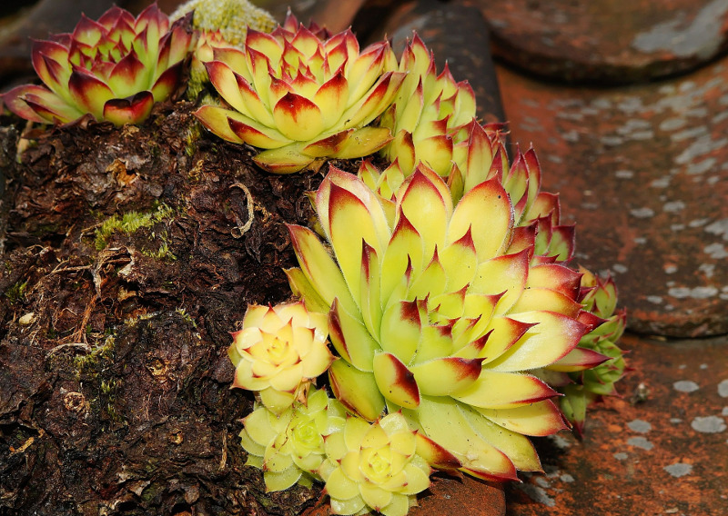 hens-and-chicks-in-wet-soil.jpg