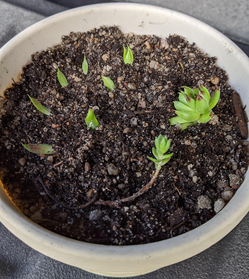 hens-and-chicks-propagating-in-gritty-dirt-filled-pot.jpg