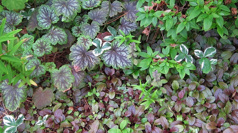 heuchera-americana-planting-of-dale-s-strain-ajuga-reptans-renick-and-fragaria-vesca-variegata-.jpg