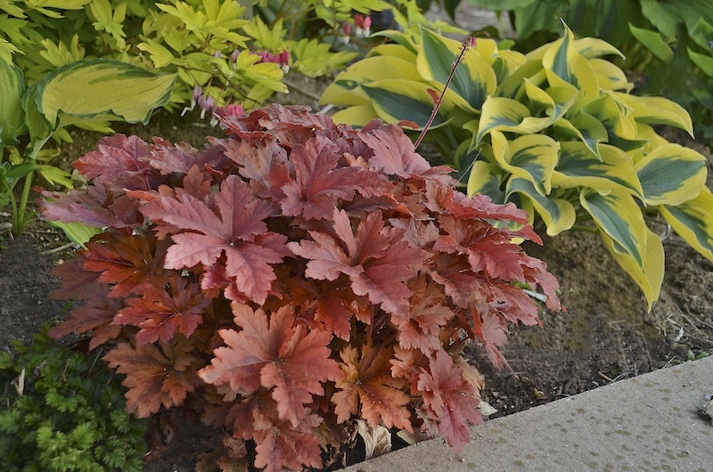 heucherella-hopscotch-planted-with-hostas-and-bleeding-heart.jpg