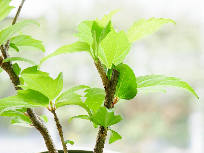 hibiscus-cutting.jpg