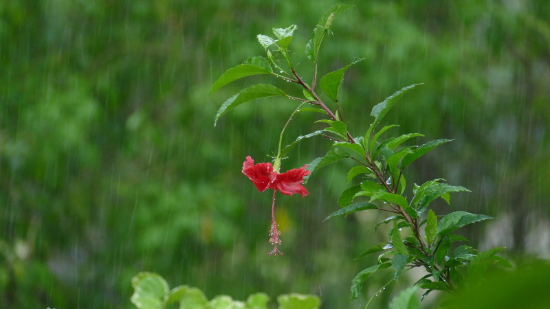 hibiscus-flower-drooping-in-the-rain.jpg