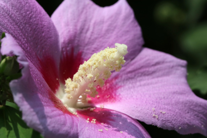 hibiscus-flower-head.jpg