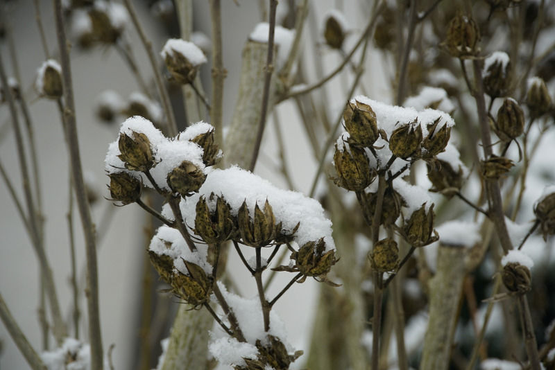 hibiscus-seeds-covered-in-snow.jpg