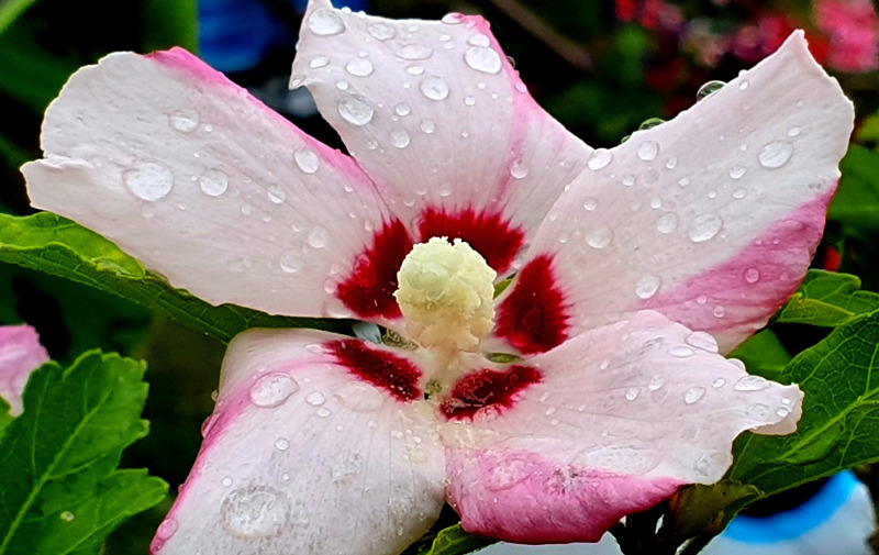 hibiscus-shrub-just-watered.jpg