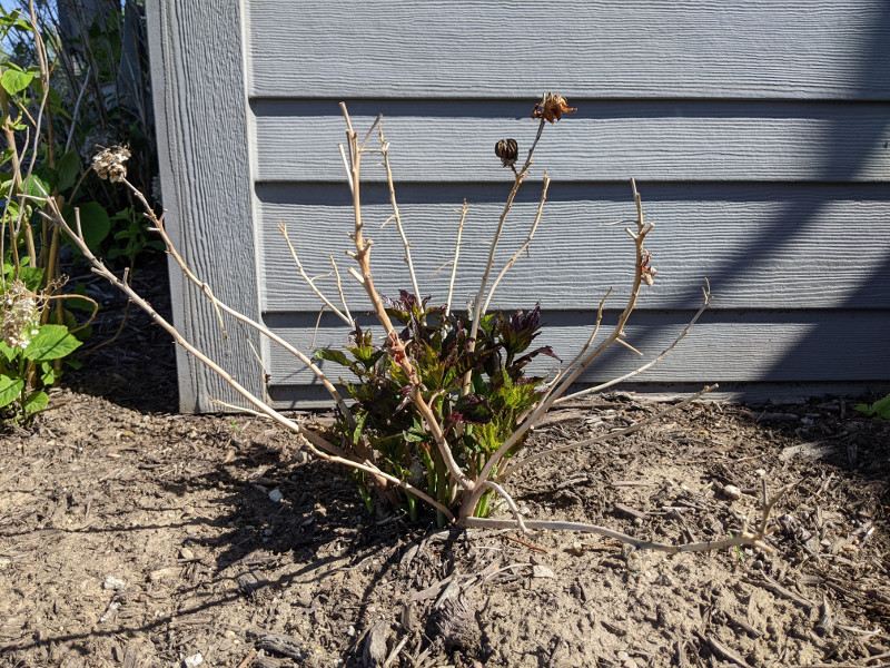 ø Selv tak Addiction Pruning Hibiscus | Plant Addicts