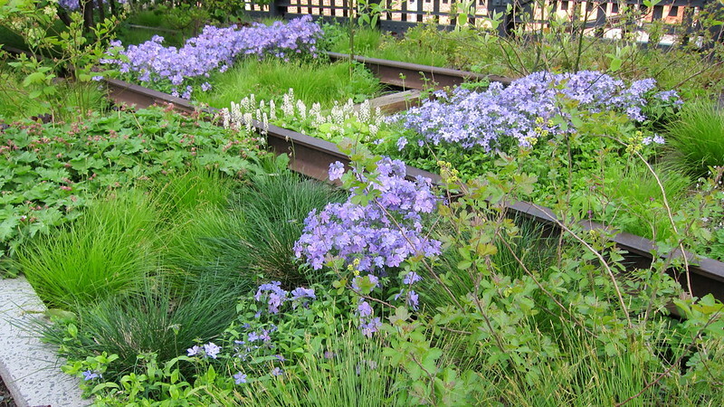 high-line-planting-featuring-phlox-divaricata-blue-moon-tiarella-cordifolia-rhus-aromatica-gro-low-and-geranium-macrorrhizum-spessart-.jpg