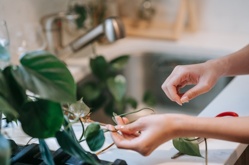 holding-philodendron-vine-next-to-sink.jpg