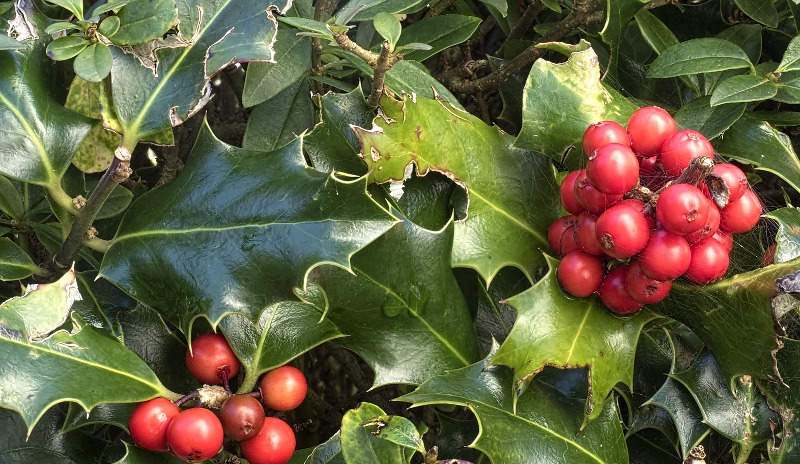 holly-berries-and-foliage.jpg