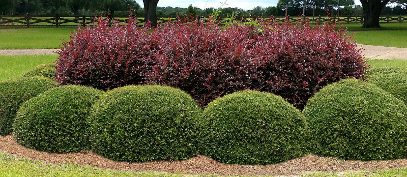 holly-shrubs-freshly-pruned.jpg