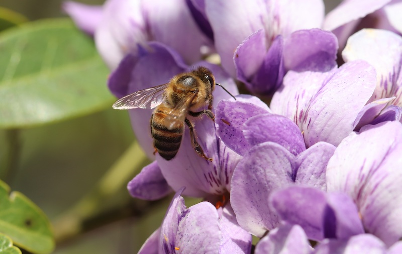 honey-bee-crawling-on-kalmia-purple-flowers.jpg