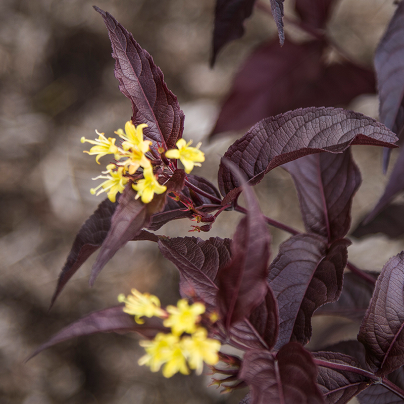 honeysuckle-bush.png