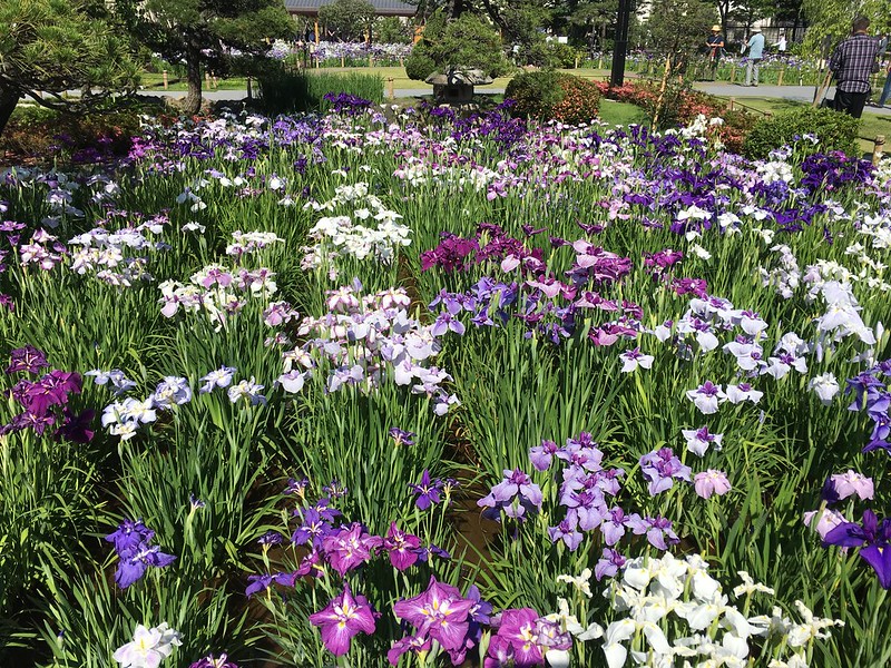 horikiri-iris-garden-in-katsushika-ku.jpg