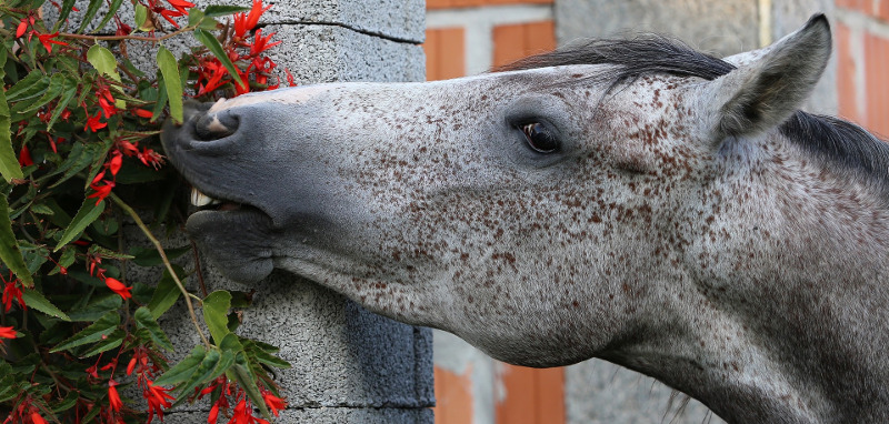 horse-eating-flowers.jpg