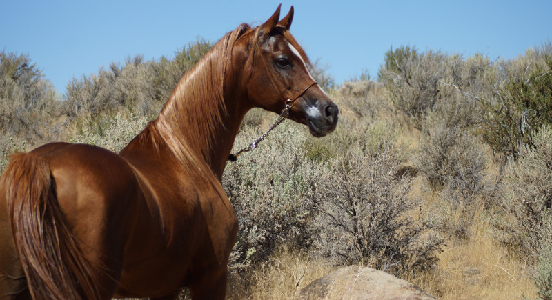 horse-next-to-large-salvia-plants.jpg