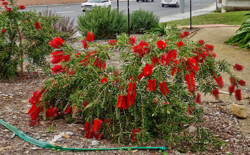 Watering Bottlebrush