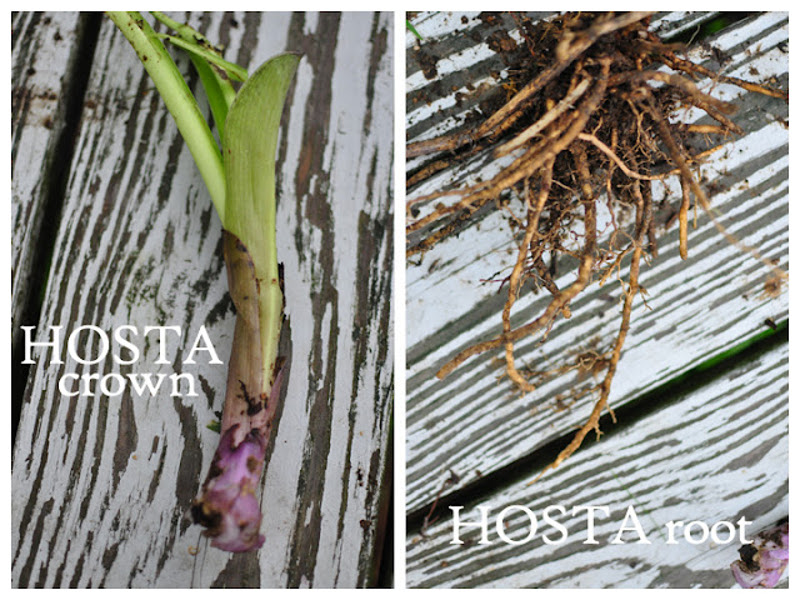 hosta-crown-and-roots.jpg