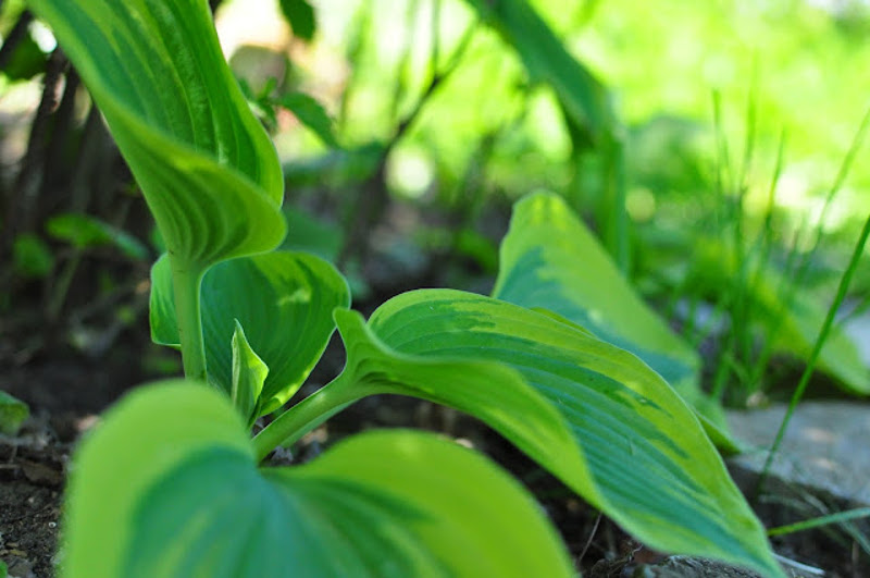 hosta-guacamole.jpg