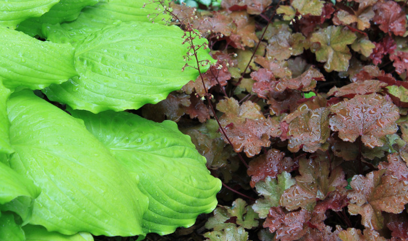 hosta-plant-growing-next-to-coral-bells.jpg