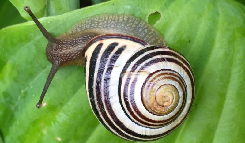 hosta-with-slug-eating-the-leaf.jpg