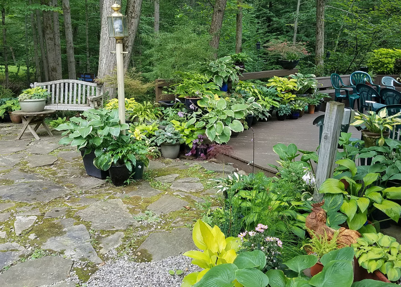 hostas-growing-in-planters-on-the-deck.jpg