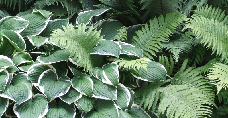 hostas-growing-next-to-ferns.jpg