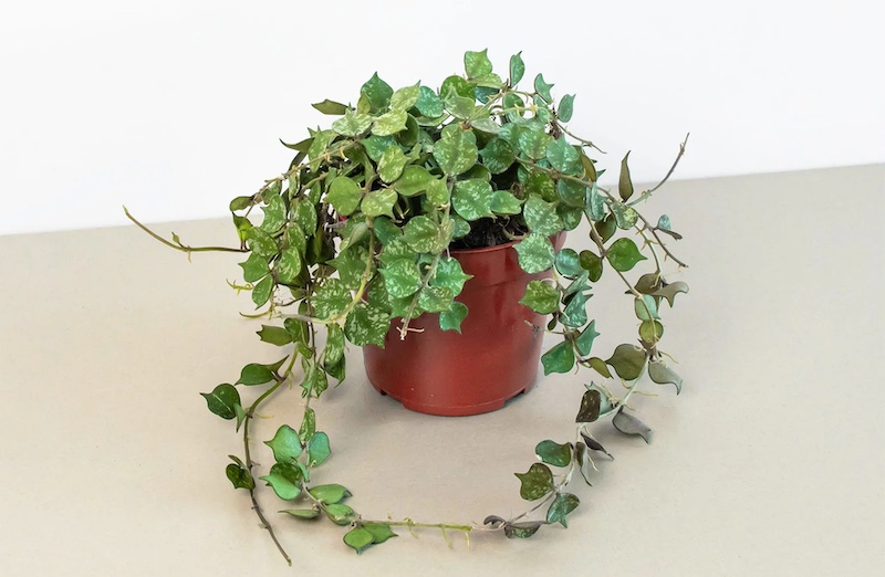 hoya-curtisii-sitting-on-tabletop.jpg