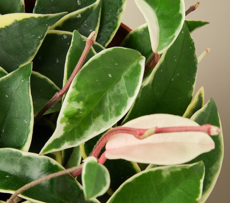 hoya-tricolor-closeup-of-foliage.jpg