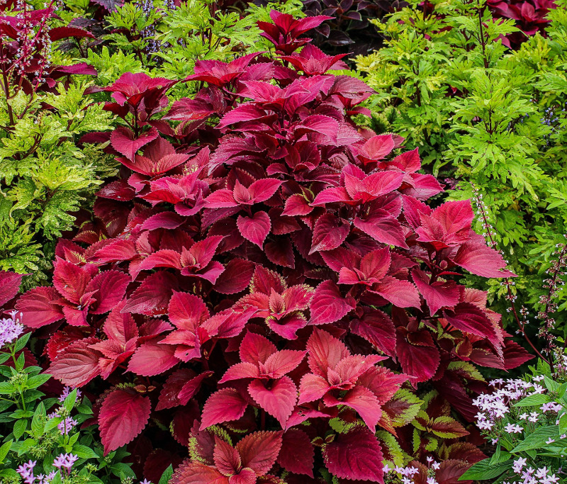 huge-red-coleus-growing-in-the-ground.jpg