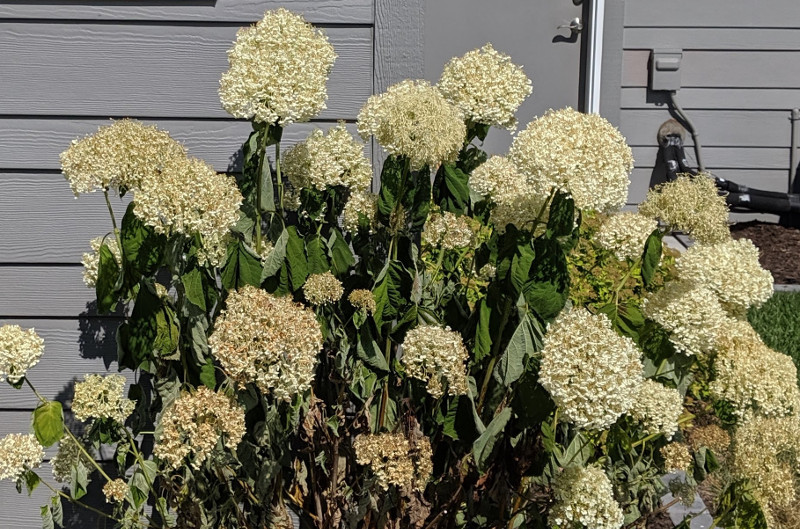 hydrangea-before-being-watered.jpg