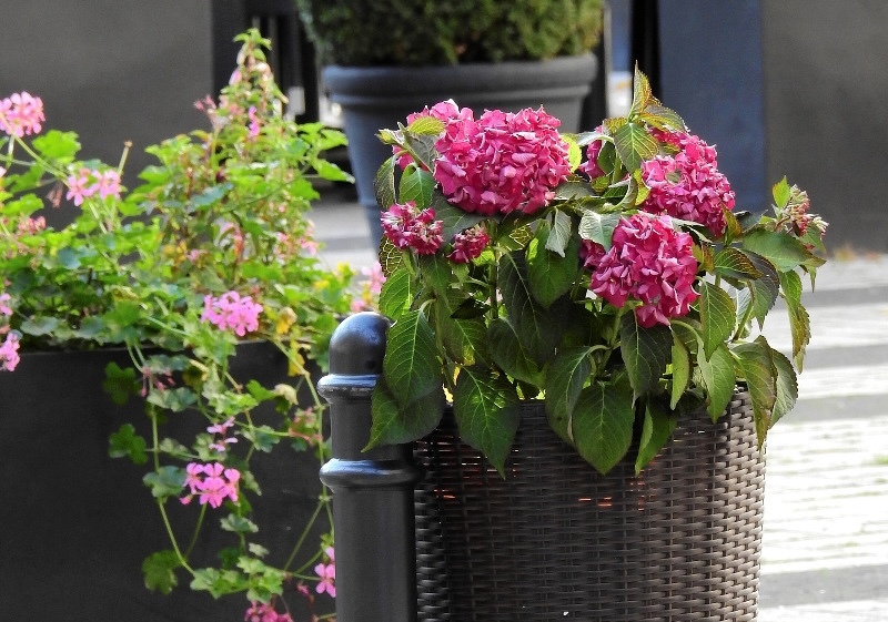 hydrangea-growing-in-wicker-planter.jpg