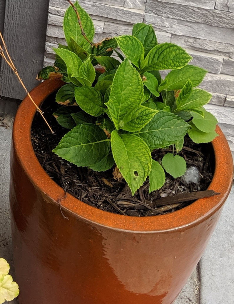 hydrangea-in-planter-not-blooming.jpg